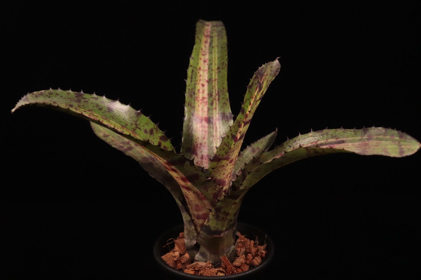 Neoregelia 'Hyena'〔ネオレゲリア〕現品発送N0611 送料無料】Neoregelia 'Hyena'〔ネオレゲリア〕現品発送N0611 /@plane