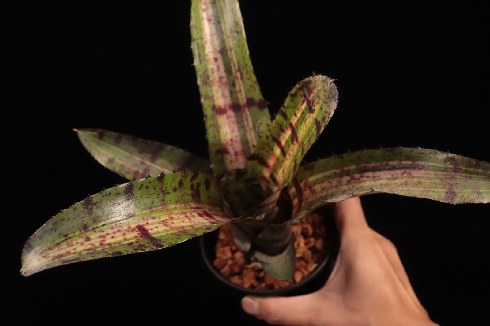 Neoregelia 'Hyena'〔ネオレゲリア〕現品発送N0611 送料無料】Neoregelia 'Hyena'〔ネオレゲリア〕現品発送N0611 /@plane