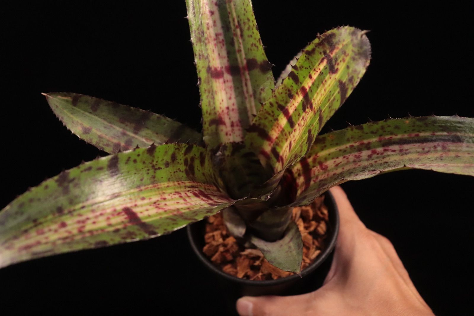 Neoregelia 'Hyena'〔ネオレゲリア〕現品発送N0611 送料無料】Neoregelia 'Hyena'〔ネオレゲリア〕現品発送N0611 /@plane