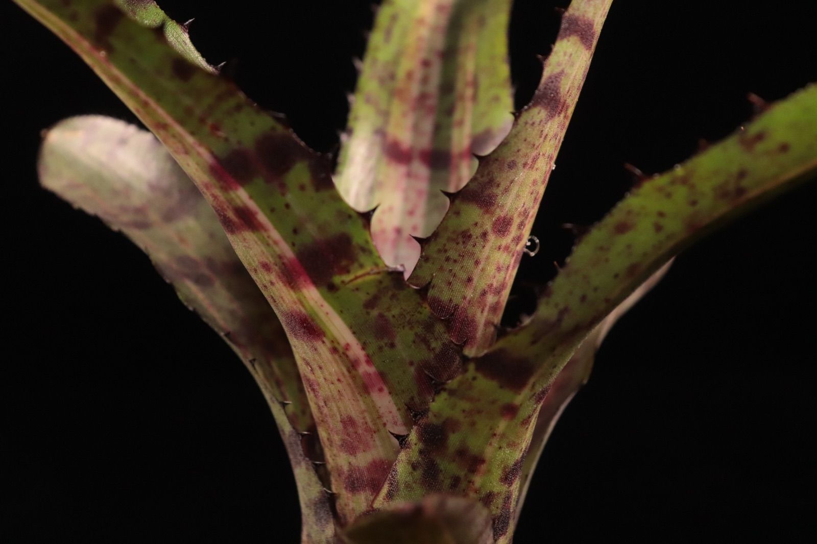 送料無料】Neoregelia 'Hyena'〔ネオレゲリア〕現品発送N0611 /@plane