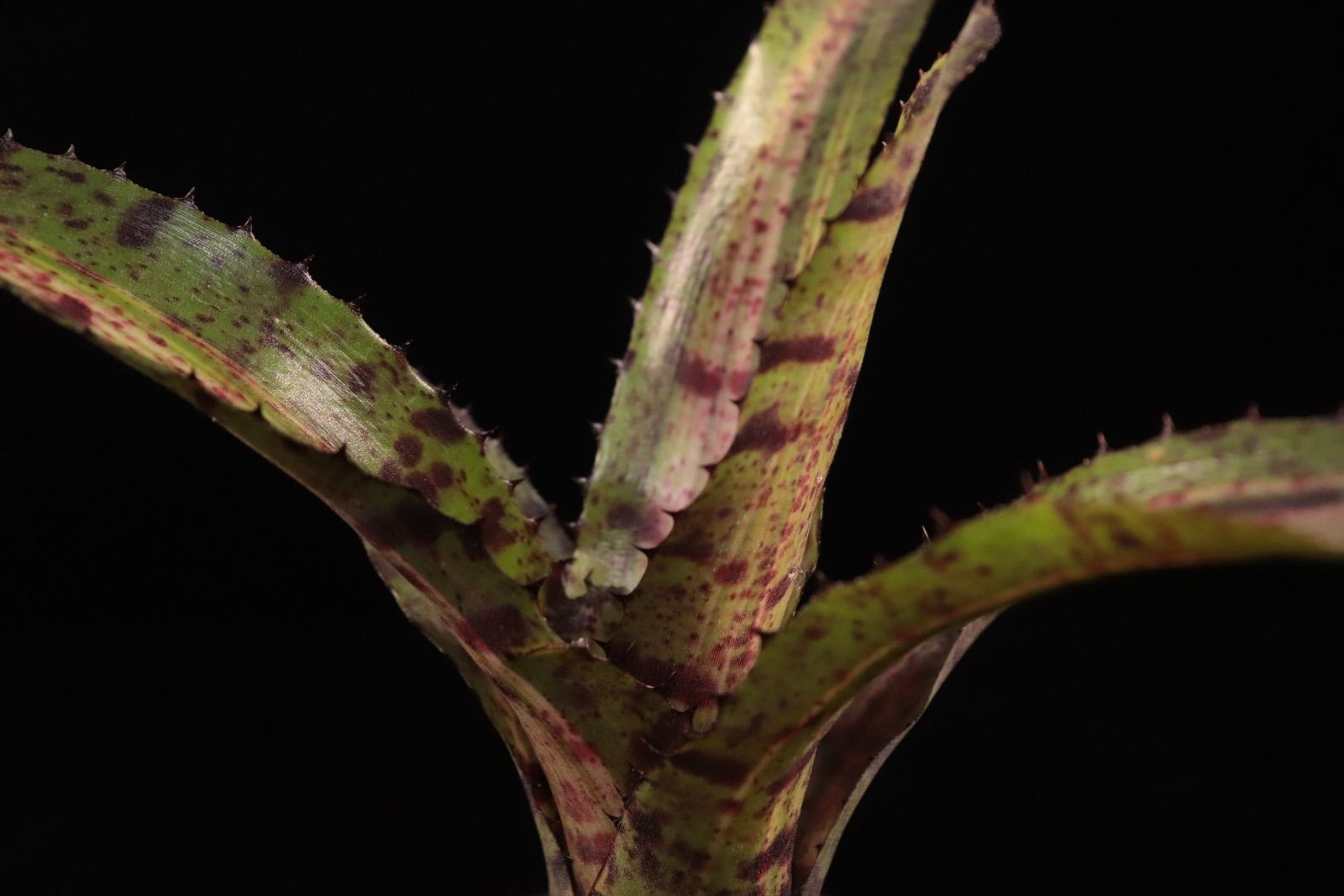 送料無料】Neoregelia 'Red Buff'〔ネオレゲリア〕現品発送N0622