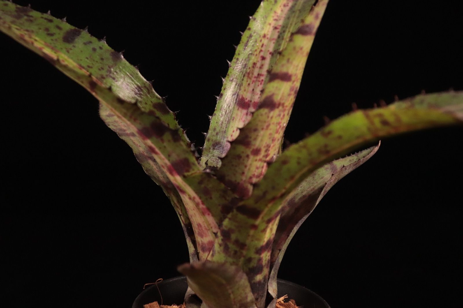 Neoregelia 'Hyena'〔ネオレゲリア〕現品発送N0611 送料無料】Neoregelia 'Hyena'〔ネオレゲリア〕現品発送N0611 /@plane