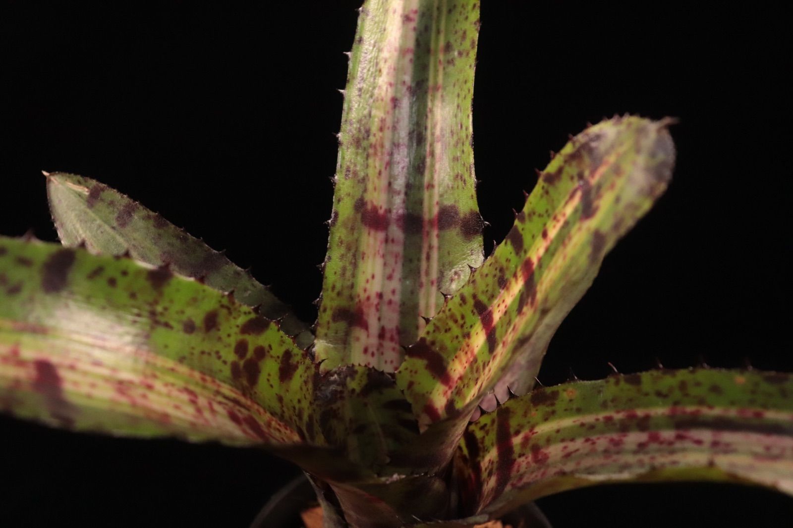 Neoregelia 'Hyena'〔ネオレゲリア〕現品発送N0611 送料無料】Neoregelia 'Hyena'〔ネオレゲリア〕現品発送N0611 /@plane