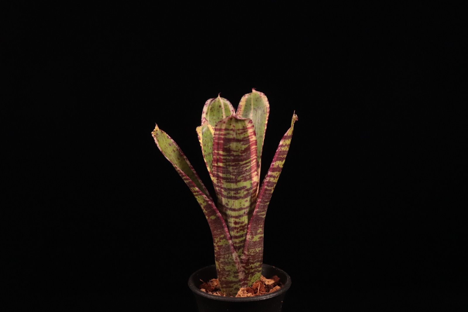 Neoregelia 'Hyena'〔ネオレゲリア〕現品発送N0611 送料無料】Neoregelia 'Hyena'〔ネオレゲリア〕現品発送N0611 /@plane