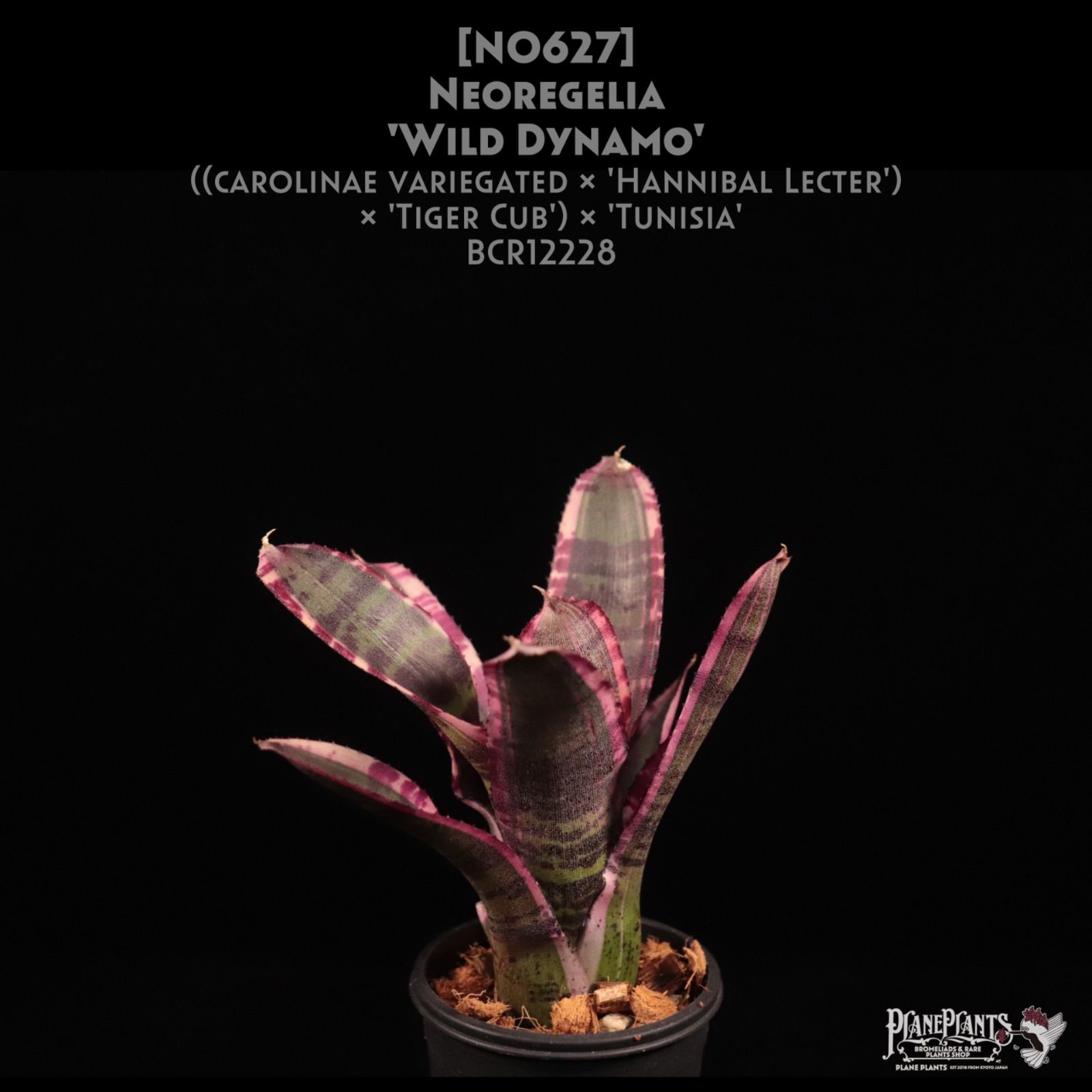 送料無料】Neoregelia 'Wild Dynamo'〔ネオレゲリア〕現品発送N0627