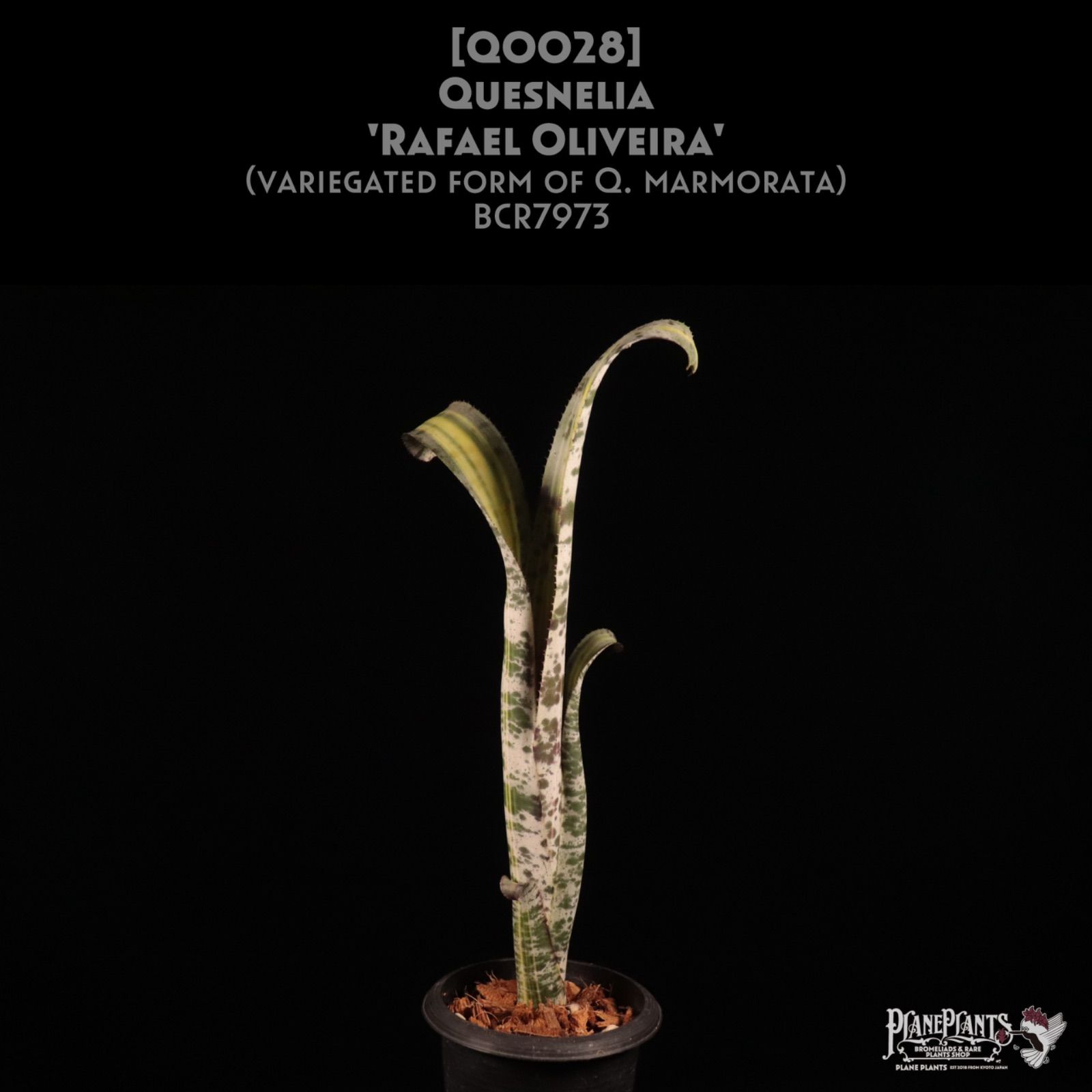 Quesnelia 'Rafael Oliveira'〔ネオレゲリア〕Q0028 送料無料】Quesnelia 'Rafael Oliveira'〔ネオレゲリア〕現品発送Q0028