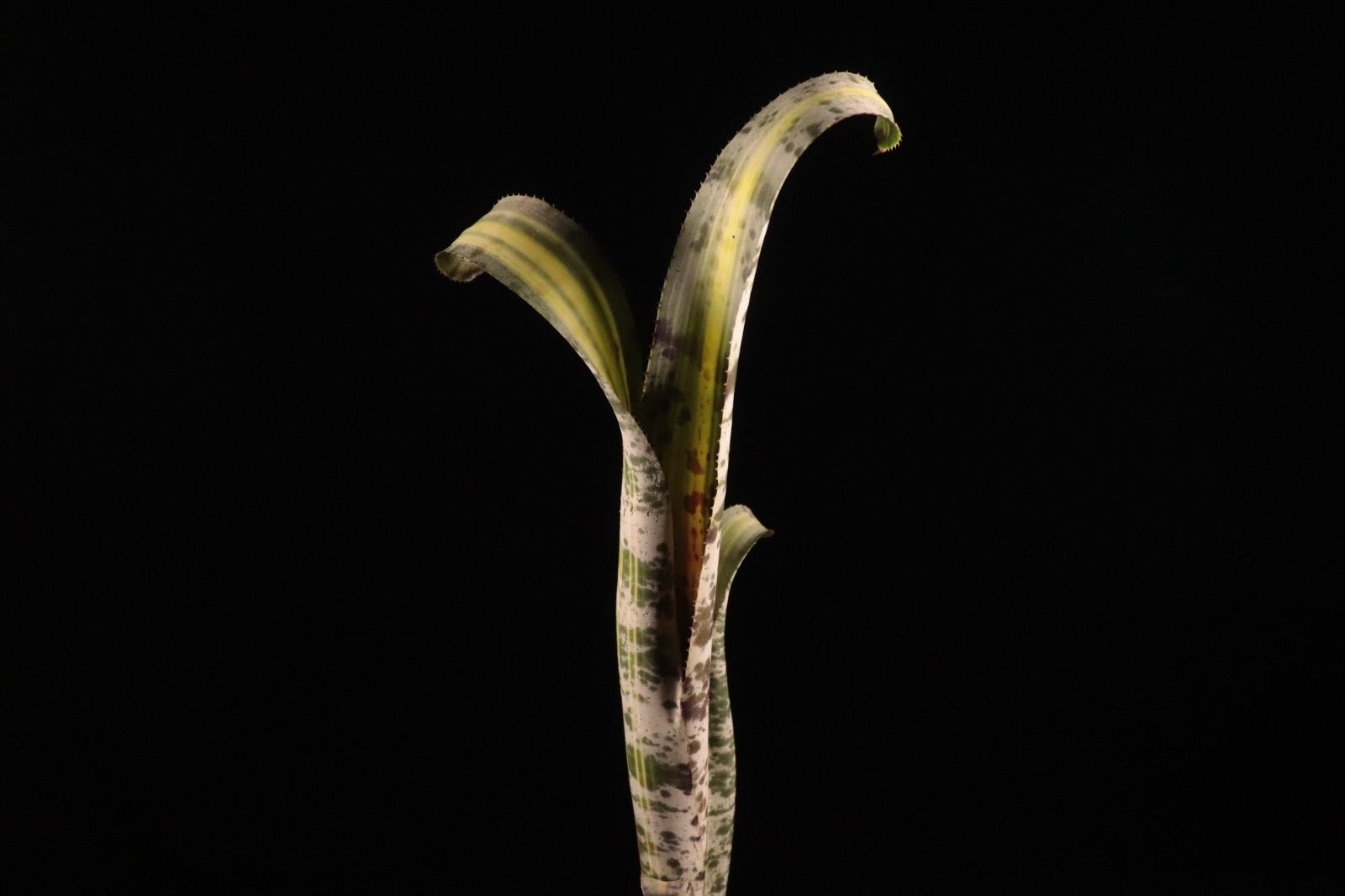 Quesnelia 'Rafael Oliveira'〔ネオレゲリア〕Q0028 送料無料】Quesnelia 'Rafael Oliveira'〔ネオレゲリア〕現品発送Q0028