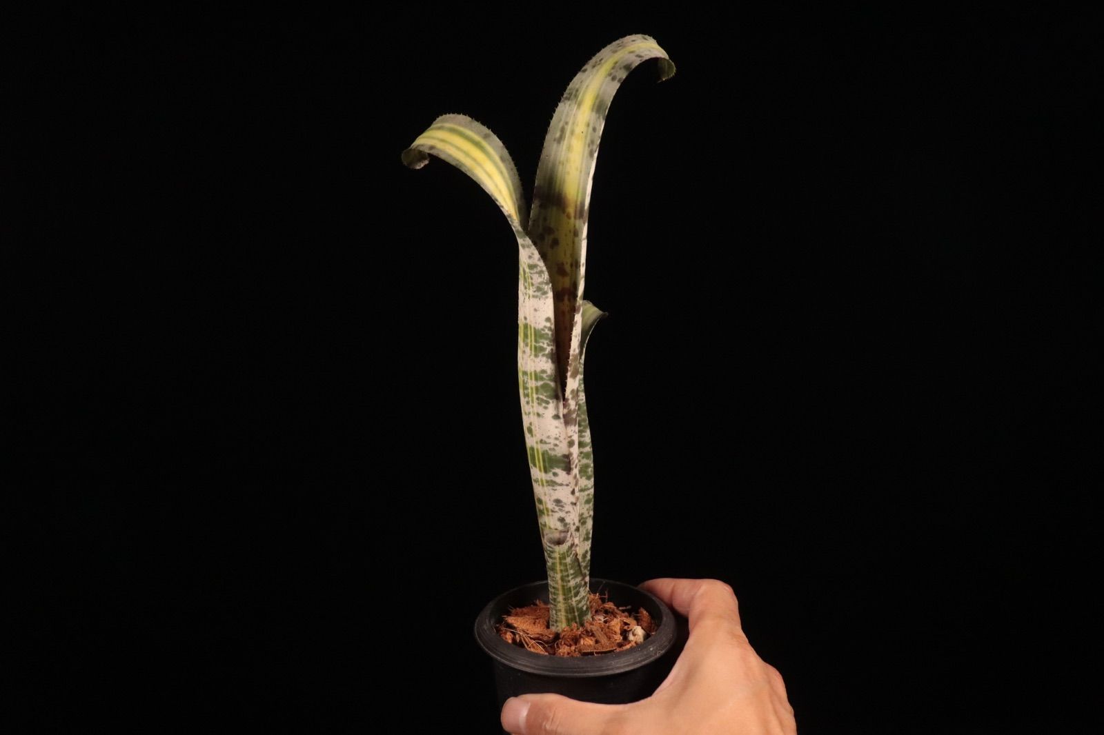 送料無料】Quesnelia 'Rafael Oliveira'〔ネオレゲリア〕現品発送Q0028