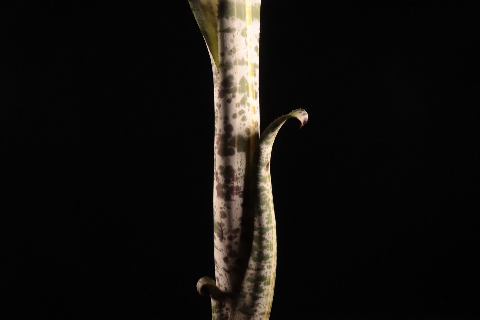 送料無料】Quesnelia 'Rafael Oliveira'〔ネオレゲリア〕現品発送Q0028