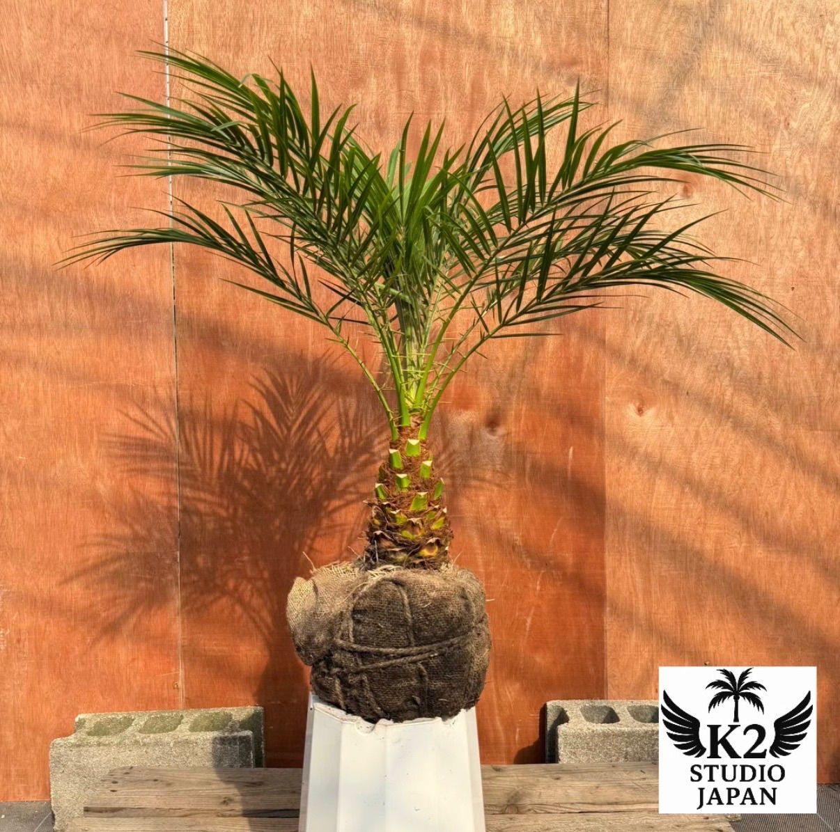 限定株】フェニックス・ロベレニー🌴 1本立ち 希少な極太幹✨ 葉先約