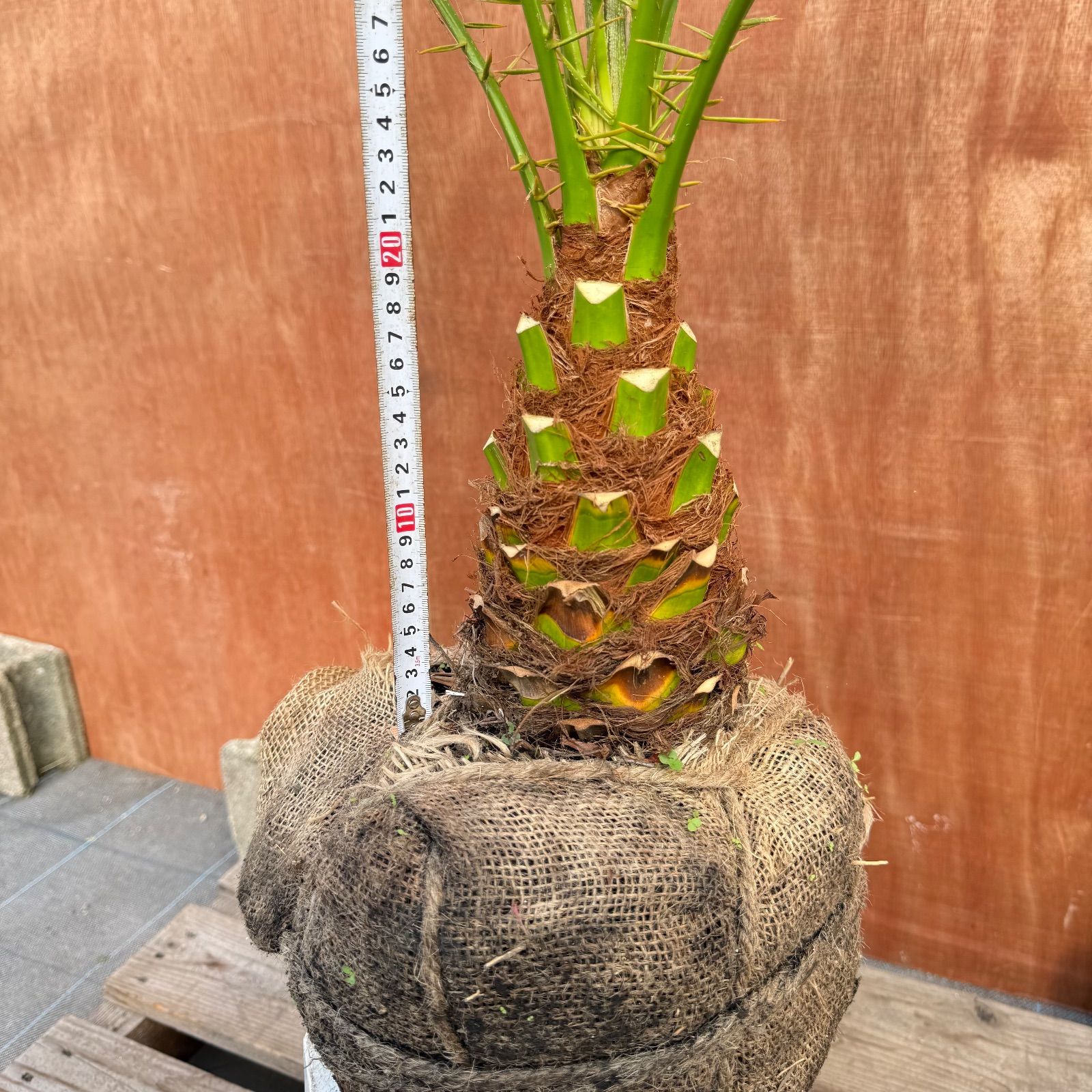 限定株】フェニックス・ロベレニー🌴 1本立ち 希少な極太幹✨ 葉先約