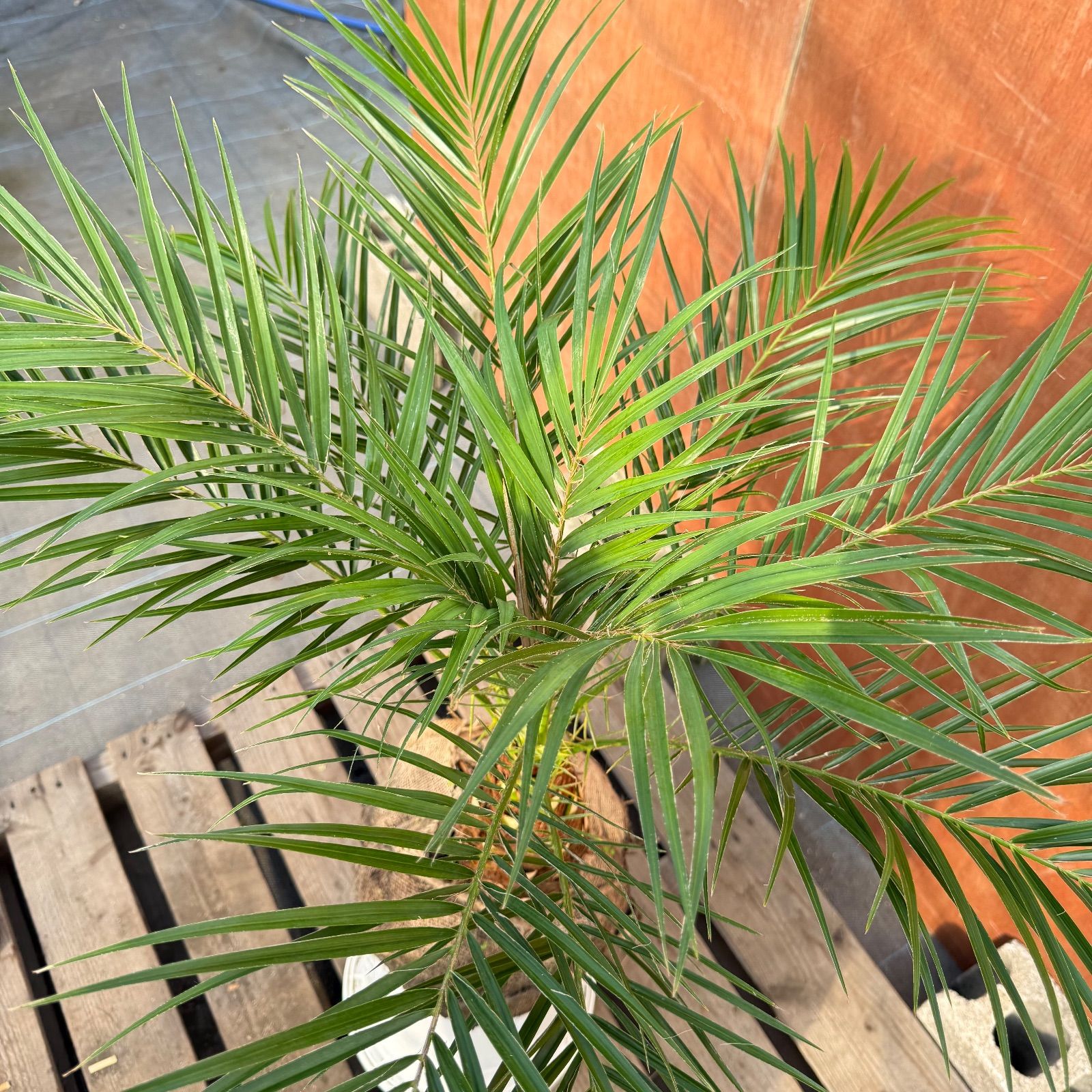 茨城　フェニックスロベレニー　大株 楽天市場】観葉植物 大型 法人様送料無料 フェニックス ロベレニー 大