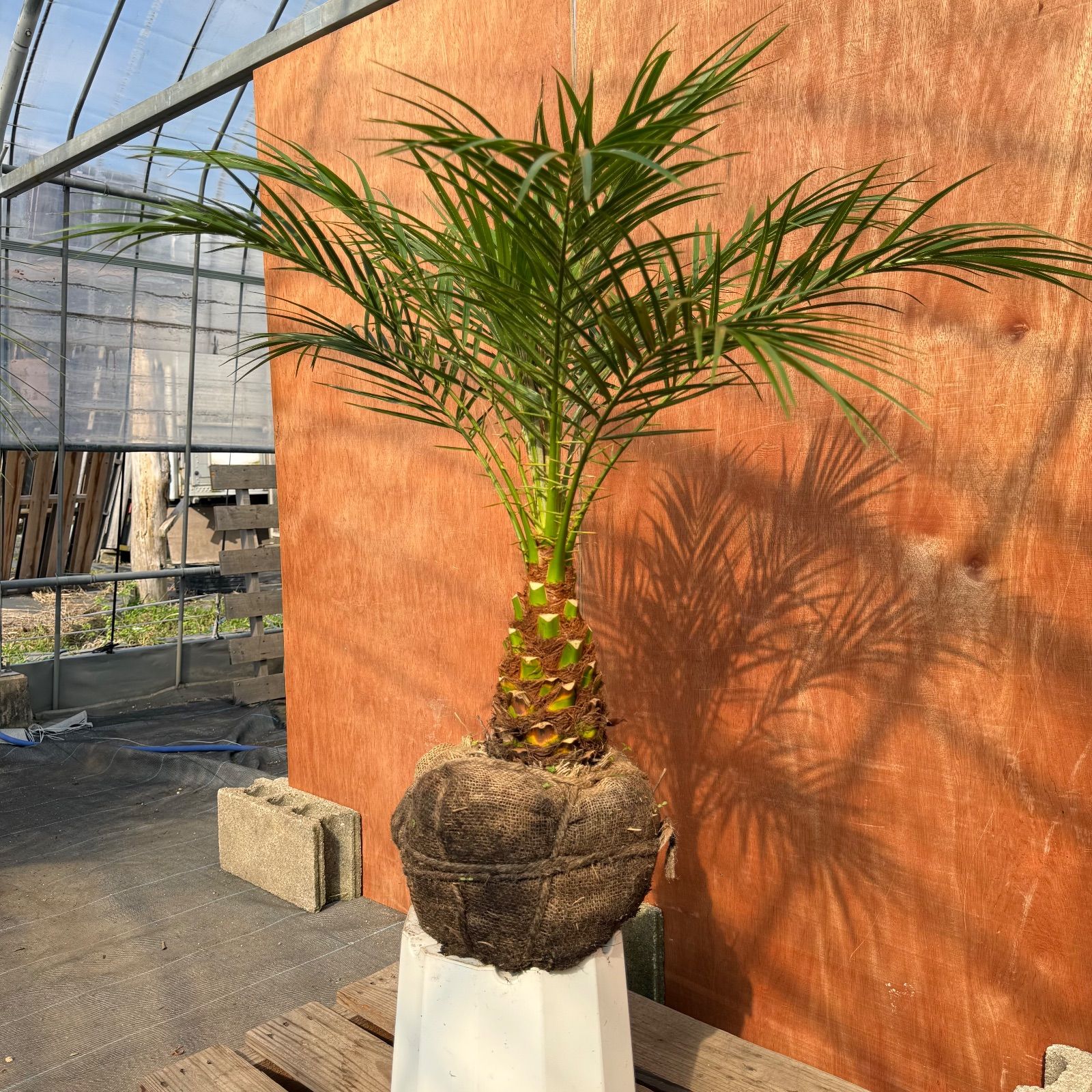 限定株】フェニックス・ロベレニー🌴 1本立ち 希少な極太幹✨ 葉先約