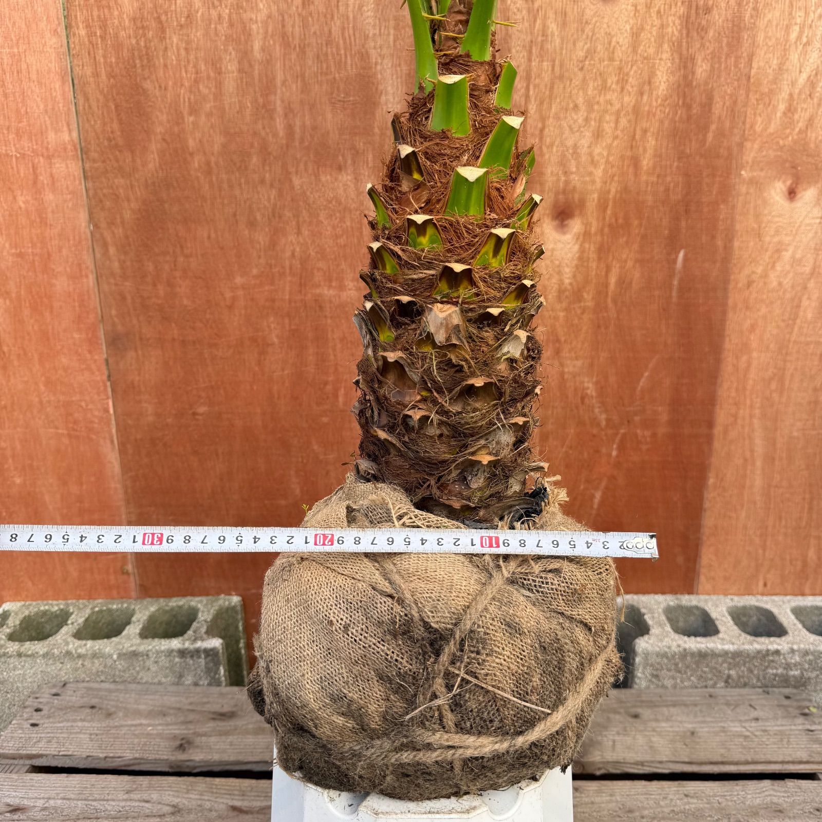 限定株】フェニックス・ロベレニー🌴 1本立ち 希少な極太幹✨ 葉先約