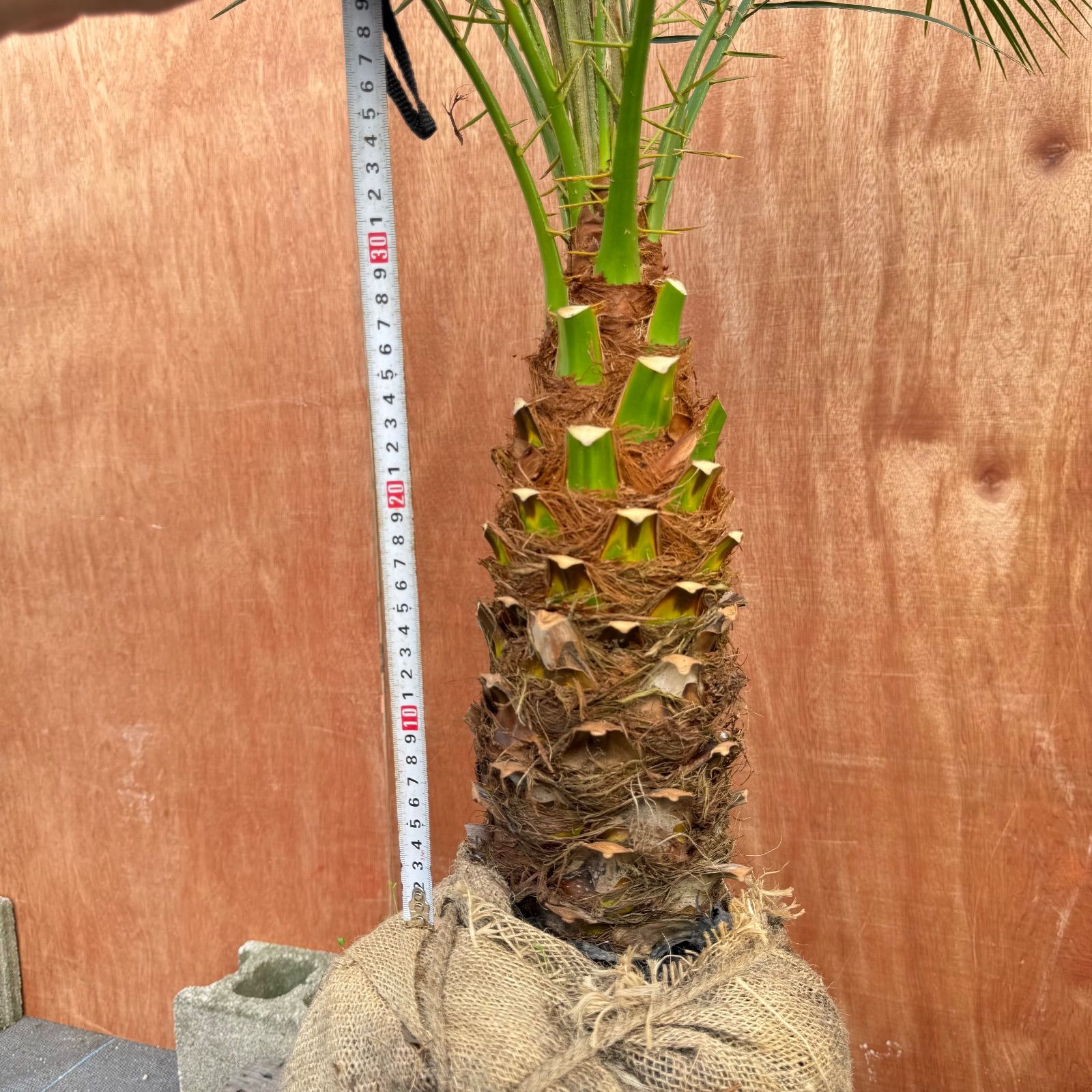 S*〜様 フェニックス・ロベレニー 1本立ち 葉先80cm 希少株 Z*U様