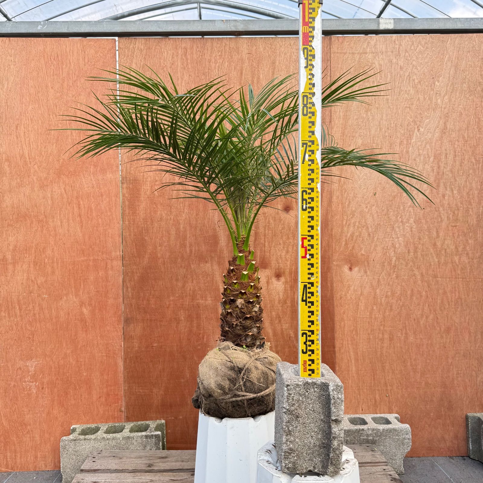 Ｓ*〜様 フェニックス・ロベレニー 1本立ち 葉先80cm 希少株 限定株】フェニックス・ロベレニー🌴 1本立ち 希少な極太幹✨ 葉先約