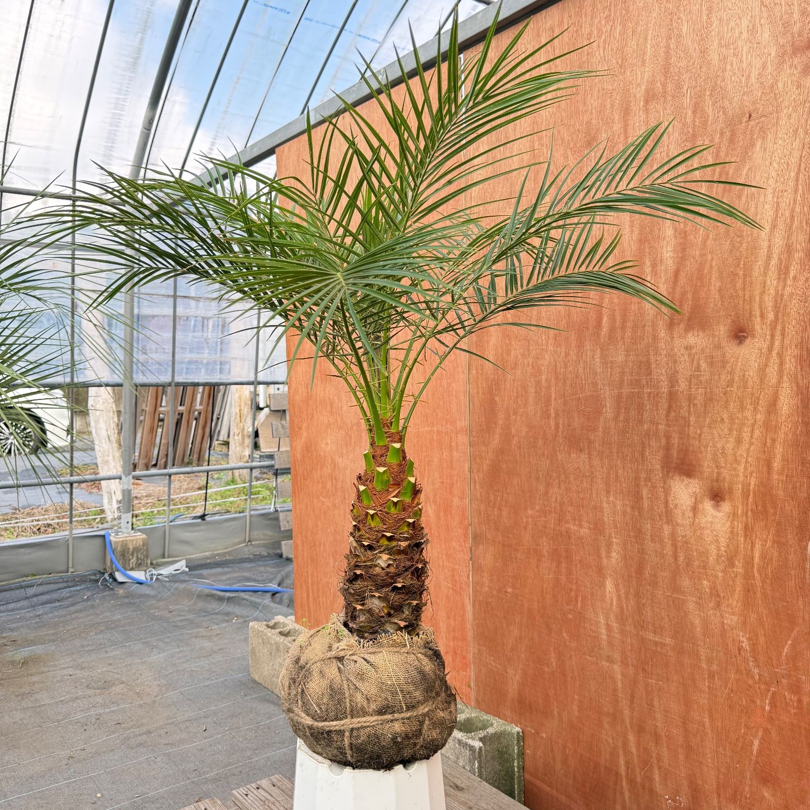 限定株】フェニックス・ロベレニー🌴 1本立ち 希少な極太幹✨ 葉先約