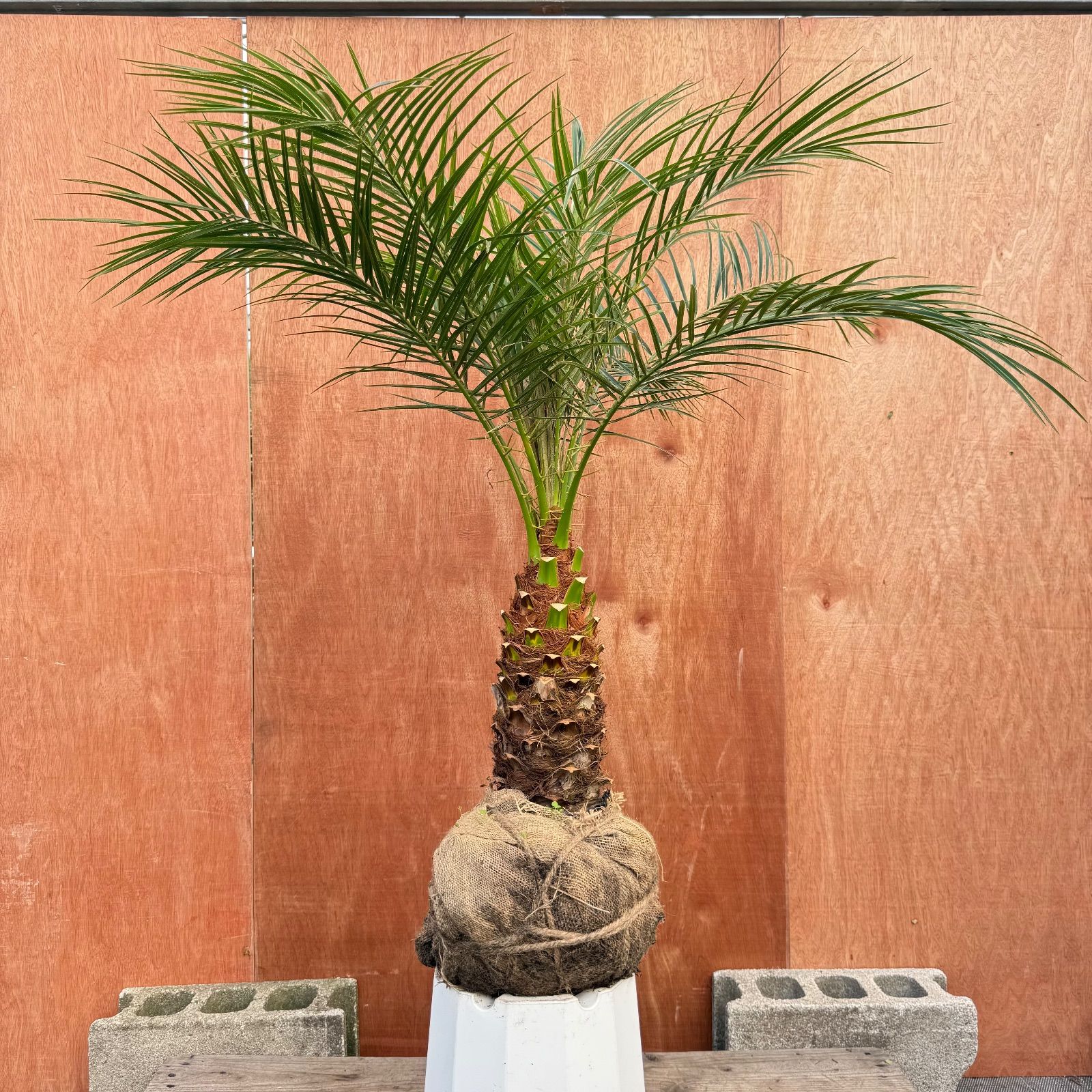 限定株】フェニックス・ロベレニー🌴 1本立ち 希少な極太幹✨ 葉先約