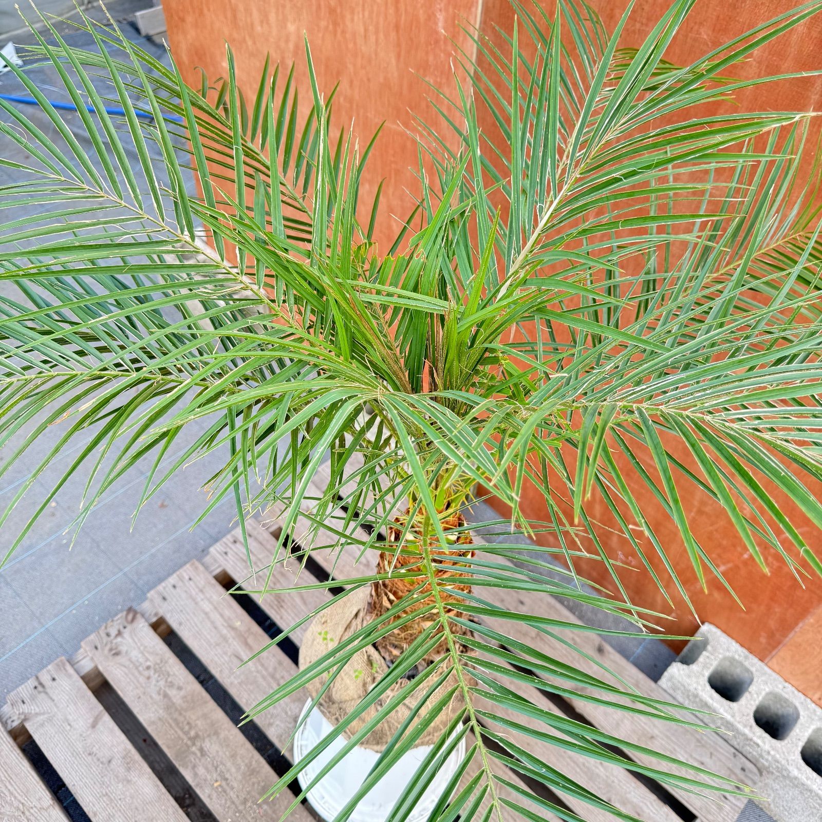 ゴ*6様 フェニックス・ロベレニー 本立ち 葉先90cm 希少株 ゴ*6様