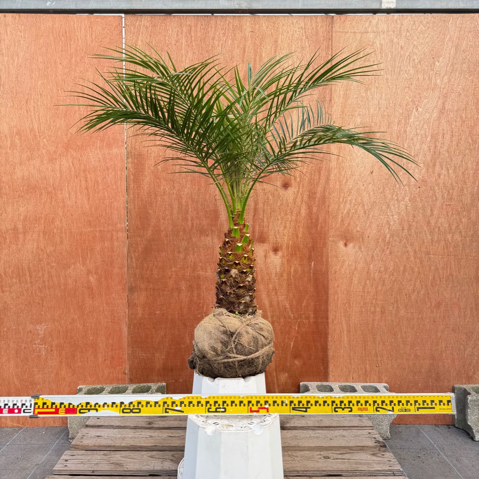 限定株】フェニックス・ロベレニー🌴 1本立ち 希少な極太幹✨ 葉先約