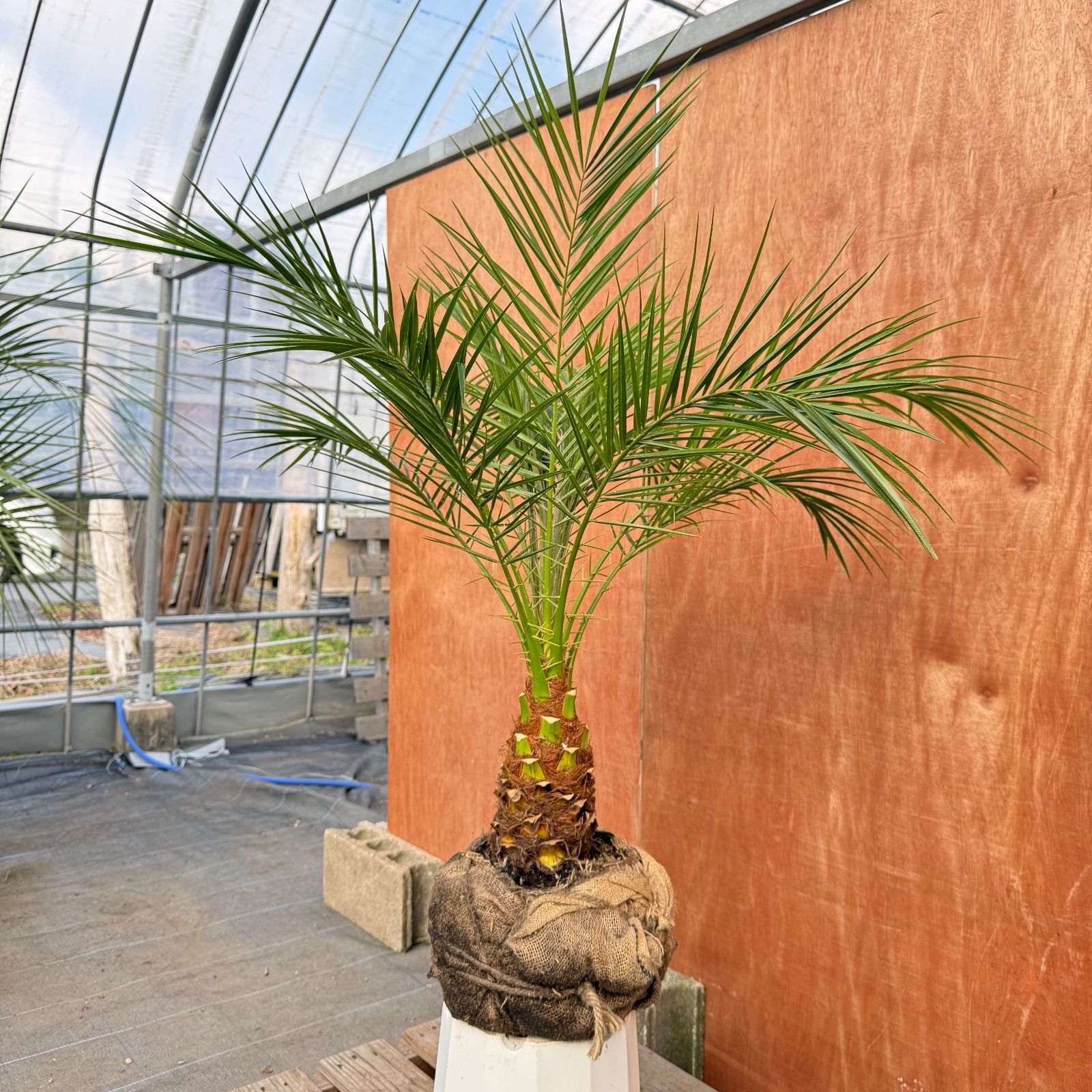 限定株】フェニックス・ロベレニー🌴 1本立ち 希少な極太幹✨ 葉先約