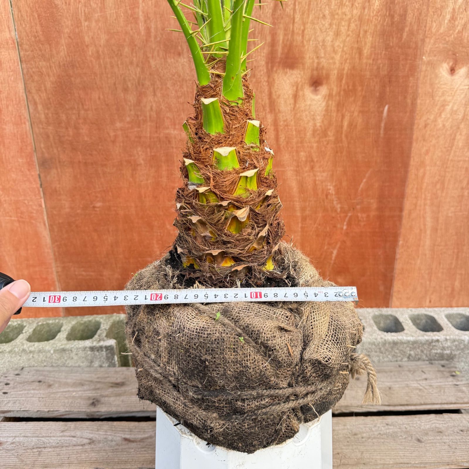 限定株】フェニックス・ロベレニー🌴 1本立ち 希少な極太幹✨ 葉先約