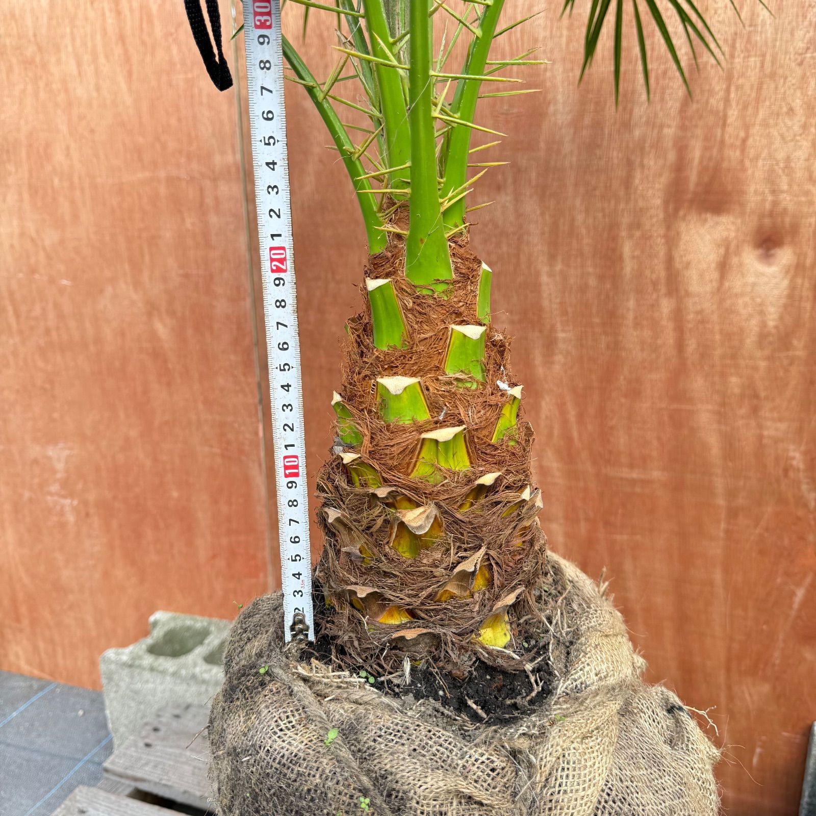 限定株】フェニックス・ロベレニー🌴 1本立ち 希少な極太幹✨ 葉先約