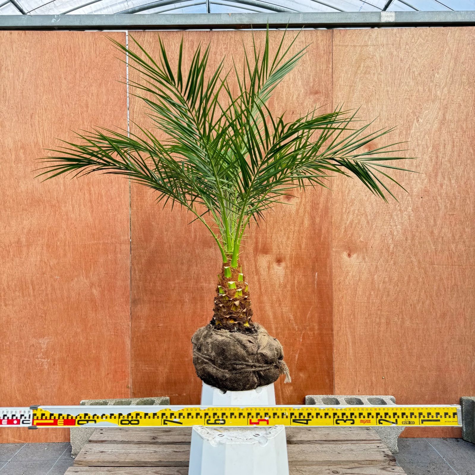 限定株】フェニックス・ロベレニー🌴 1本立ち 希少な極太幹✨ 葉先約