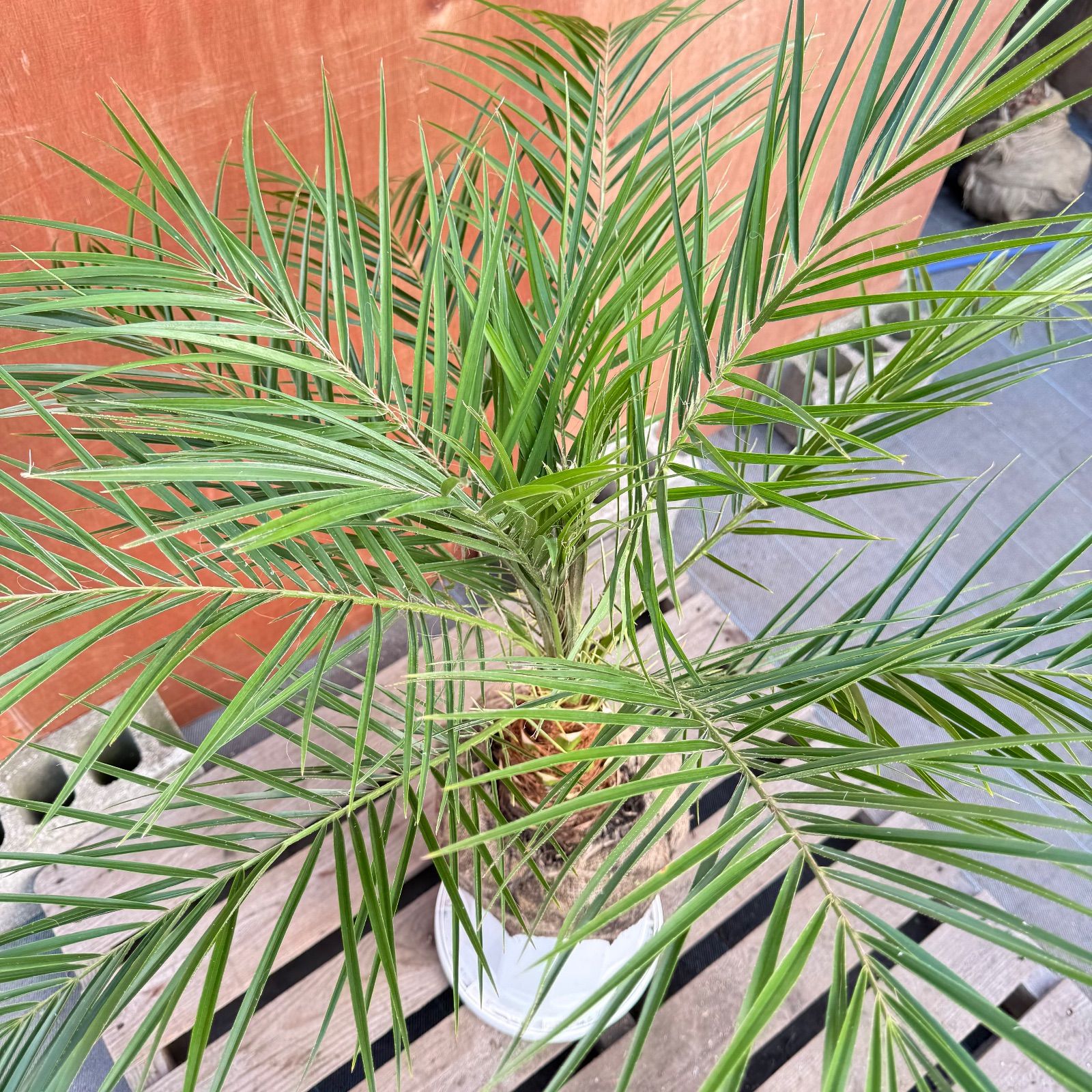 限定株】フェニックス・ロベレニー🌴 1本立ち 希少な極太幹✨ 葉先約