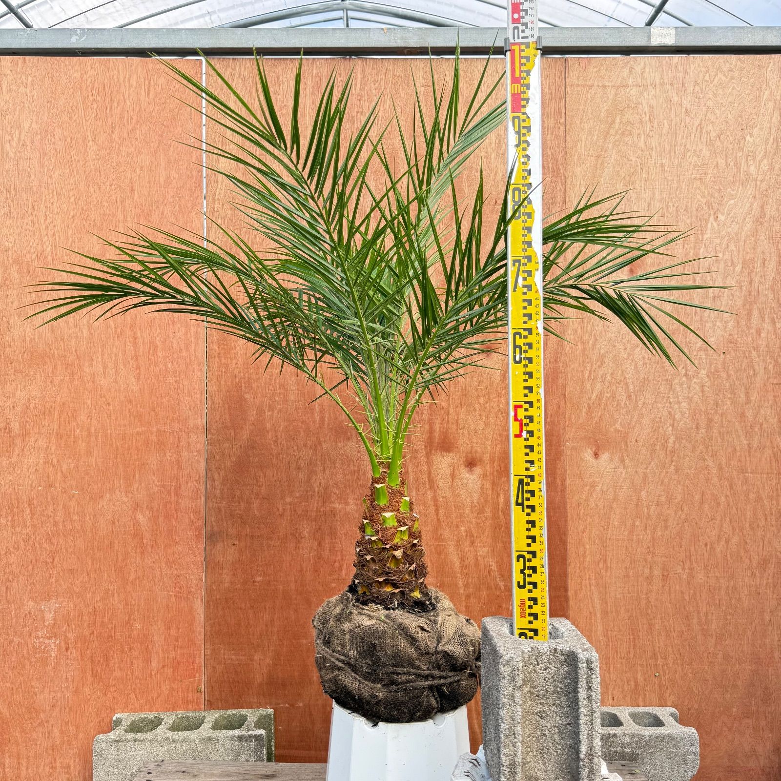 限定株】フェニックス・ロベレニー🌴 1本立ち 希少な極太幹✨ 葉先約