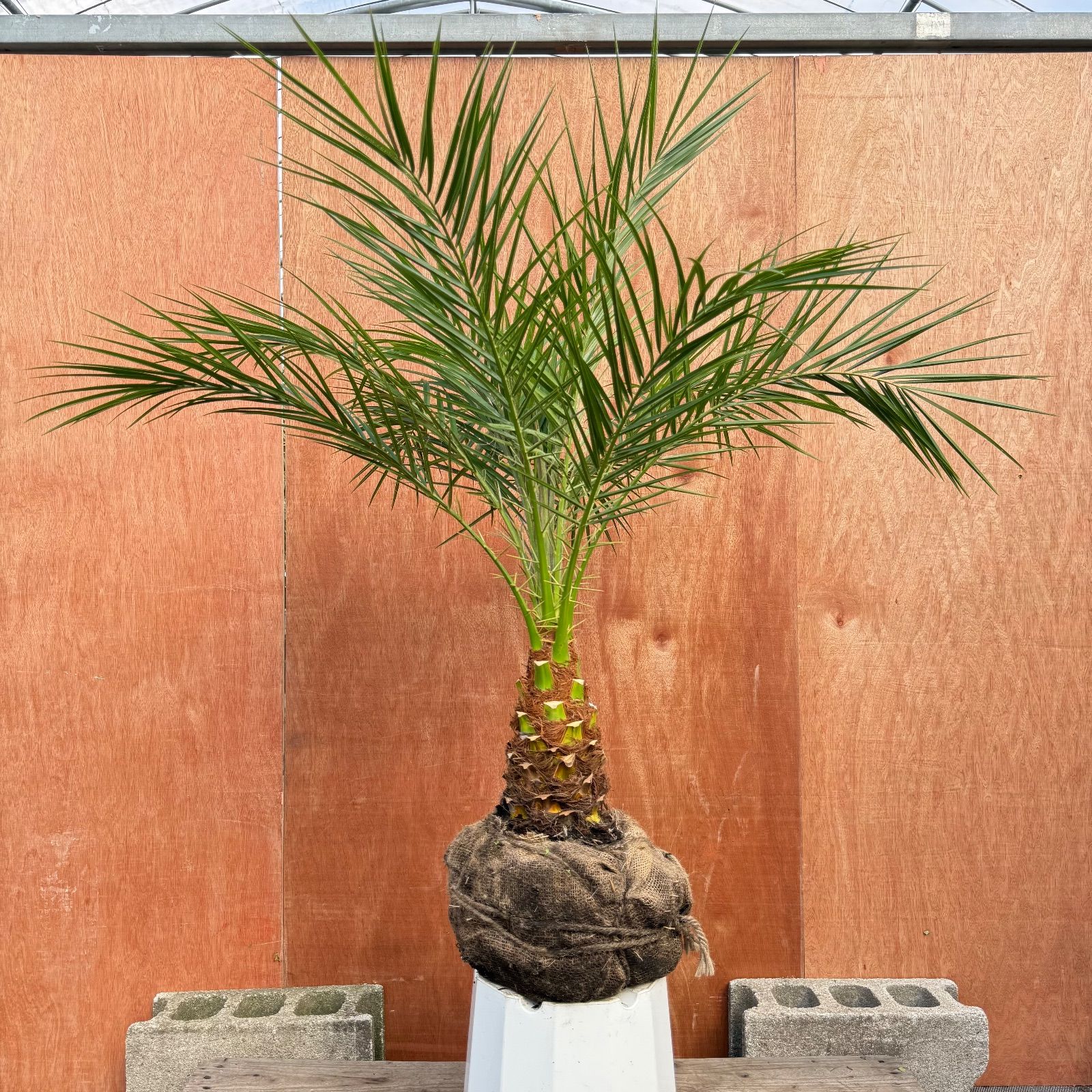 M*i様 フェニックス・ロベレニー 1本立ち 葉先100cm 希少株 M*i様 フェニックス・ロベレニー 1本立ち 葉先100cm 希少株 M*i様
