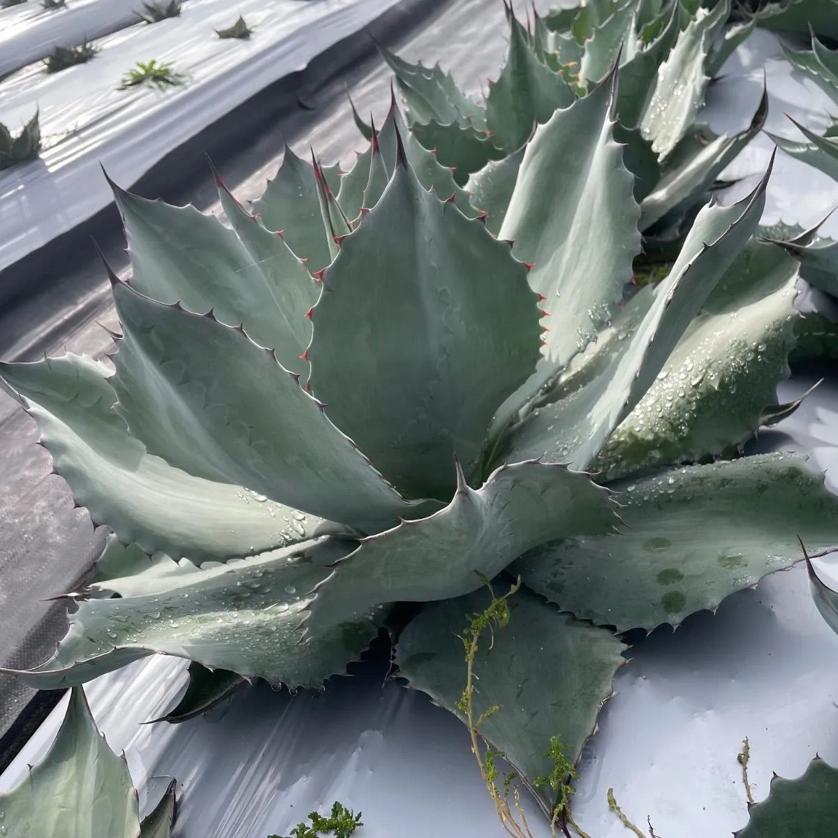 オバティフォリア大株2 抜き苗らくらくメルカリ便 オバティフォリア大