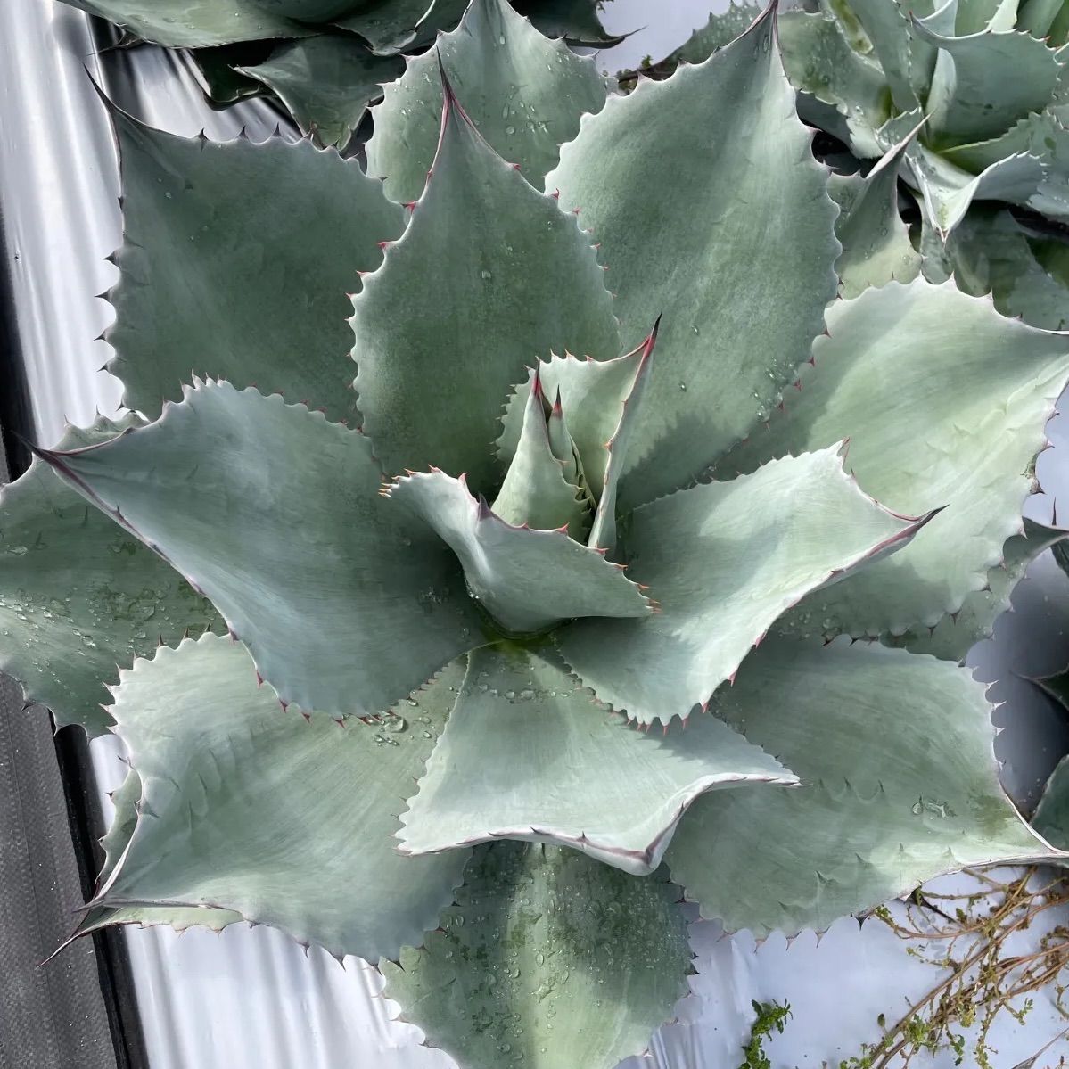 アガベ オバティフォリア G 特選優良株 楽天市場】アガベ・オバティ