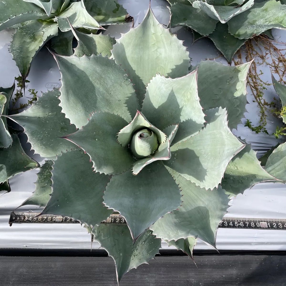 アガベ オバティフォリア G 特選優良株