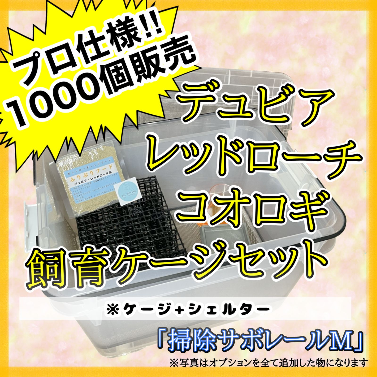 親株・胞子嚢付き]P.Gorgonia ショップ 親株・胞子嚢付き]P.Gorgonia