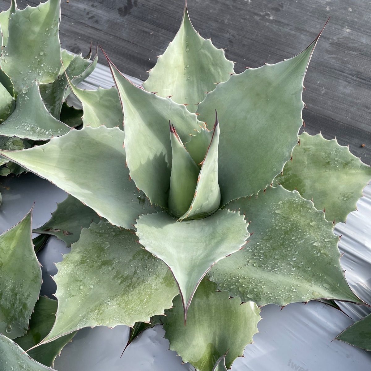 アガベ オバティフォリア R 特選優良株 - メルカリ