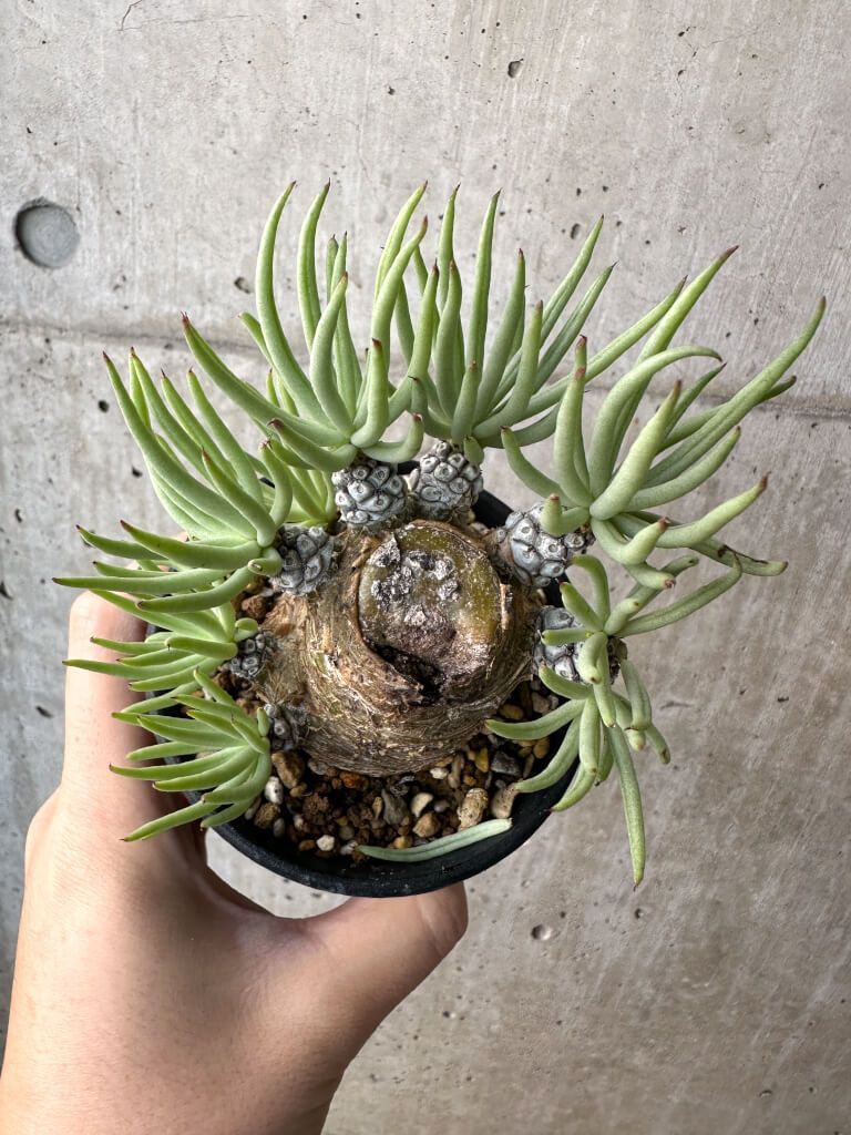 現品限り チレコドン ペアルソニー 実生苗 AH 42 Tylecodon pearsonii 植物 塊根植物 夏型 コーデックス