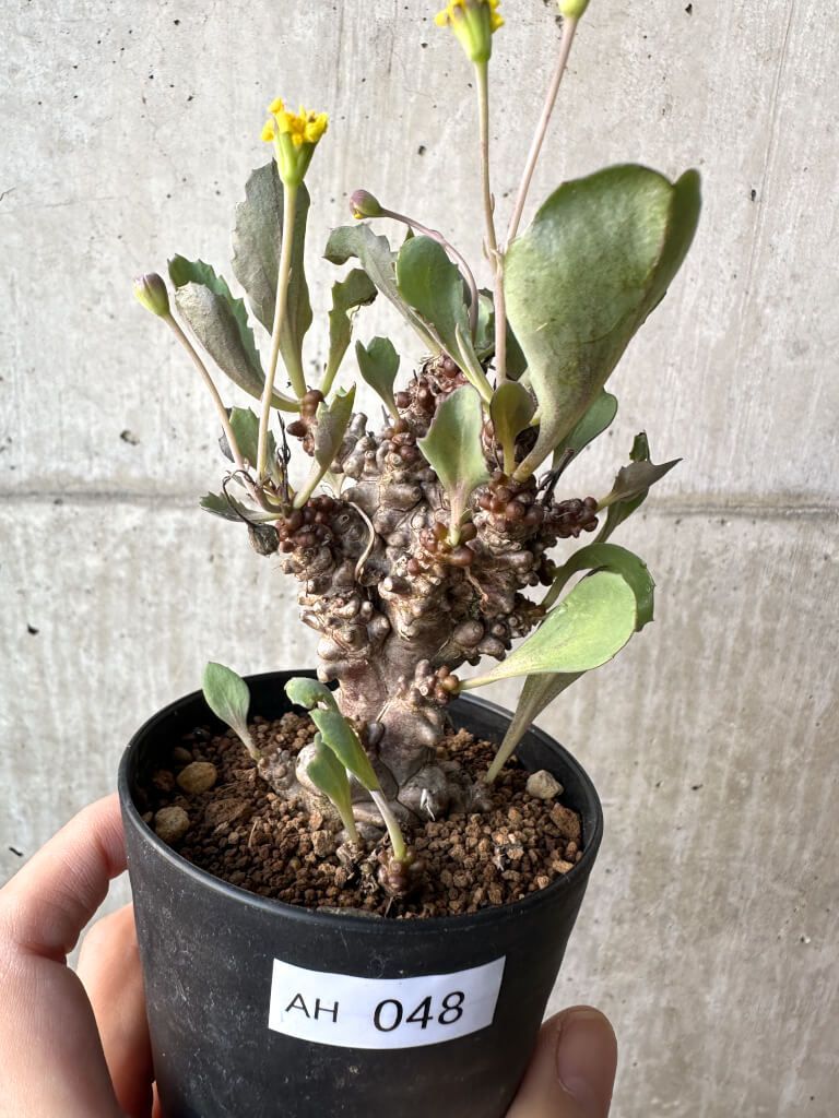 限定アルバム「FM201.8」ユンサナトレカ付き