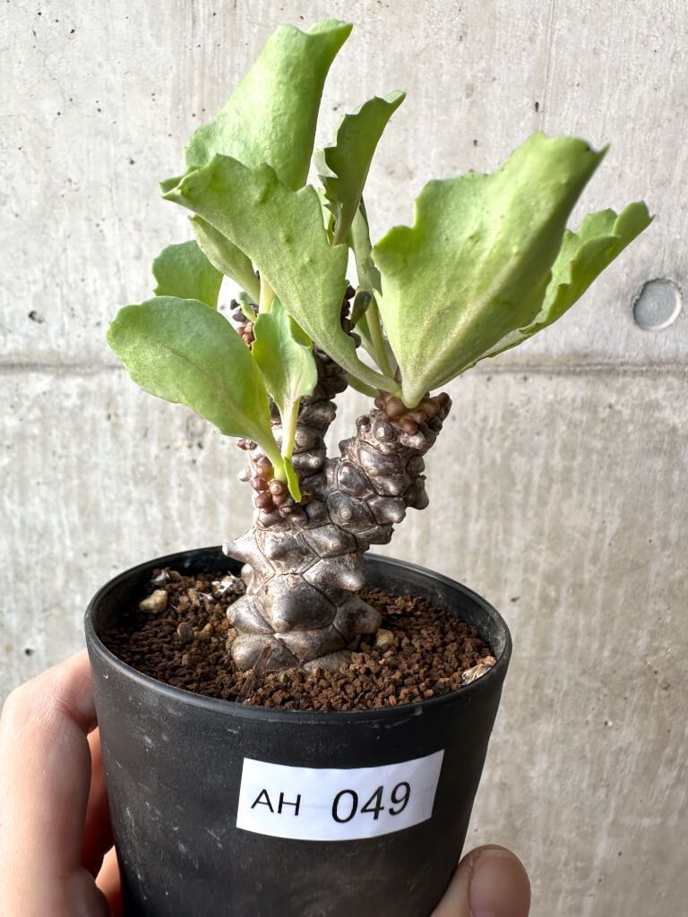 即決 リモージュ焼 HINEコニャック 凱旋門瓶 未開封 送料込