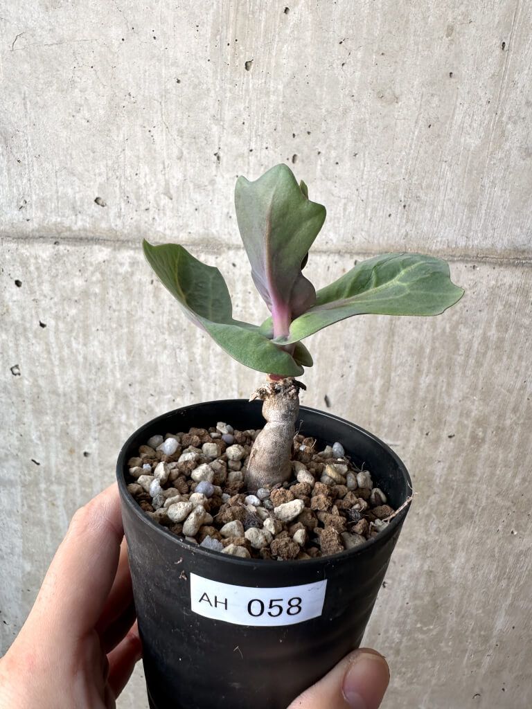 現品限り オトンナ クネアータ 未同定 AH 58 Othonna cf cuneata 植物 塊根植物 夏型 コーデックス