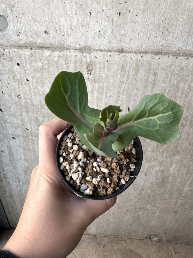 現品限り オトンナ クネアータ 未同定 AH 58 Othonna cf. cuneata 植物 塊根植物 夏型 コーデックス