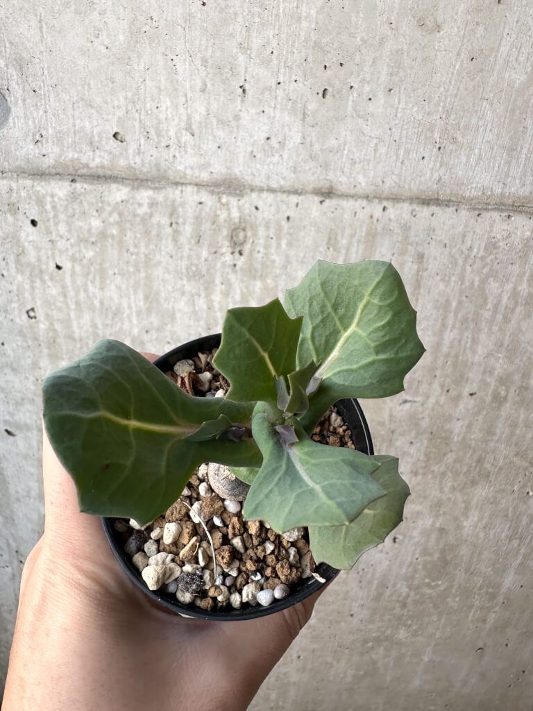 現品限り オトンナ クネアータ 未同定 AH 59 Othonna cf. cuneata 植物 塊根植物 夏型 コーデックス