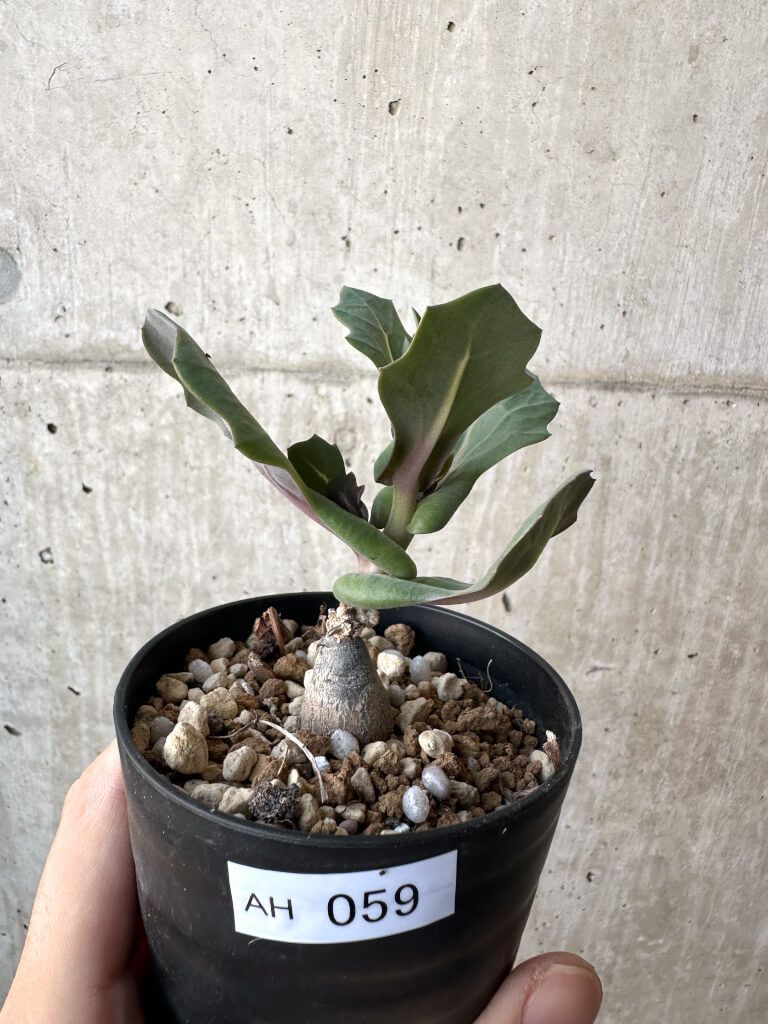 現品限り オトンナ クネアータ 未同定 AH 59 Othonna cf cuneata 植物 塊根植物 夏型 コーデックス