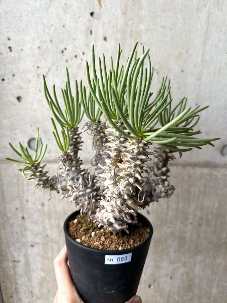 現品限り チレコドン ワリチー 現地株 4年管理 AH 65 Tylecodon wallichii 植物 塊根植物 夏型 コーデックス