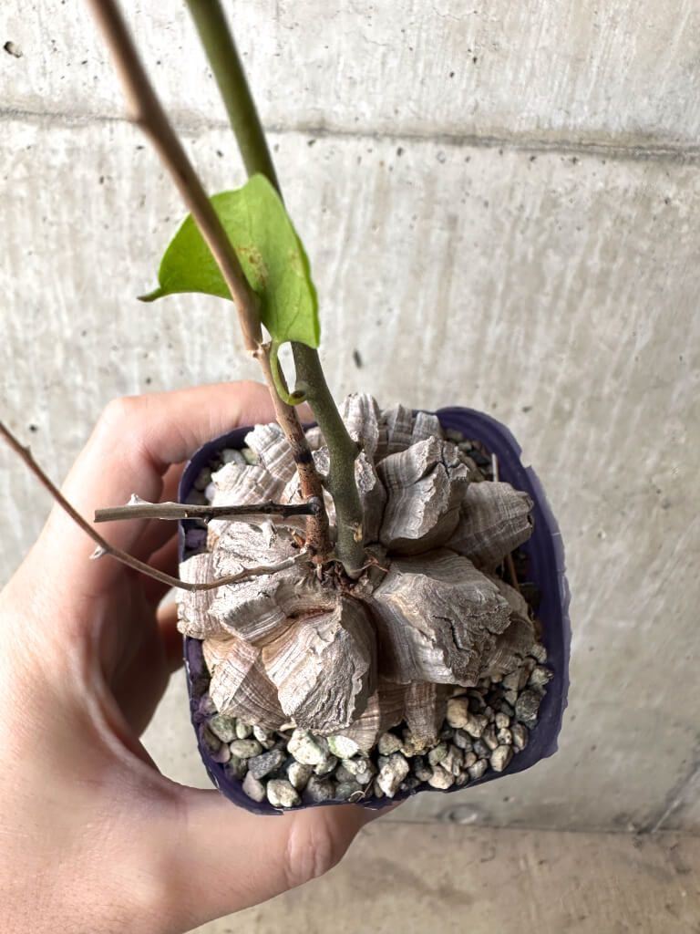 現品限り アフリカ亀甲竜 AH 64 Dioscorea elephantipes 植物 塊根植物 夏型 コーデックス