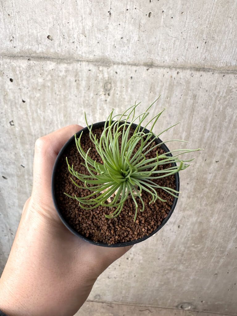 現品限り ゲチリス グランディフローラ AH 60 Gethyllis grandiflora 植物 塊根植物 夏型 コーデックス