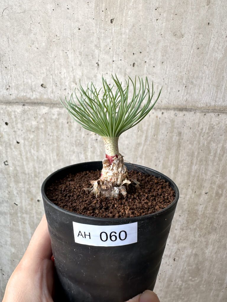 現品限り ゲチリス グランディフローラ AH 60 Gethyllis grandiflora 植物 塊根植物 夏型 コーデックス