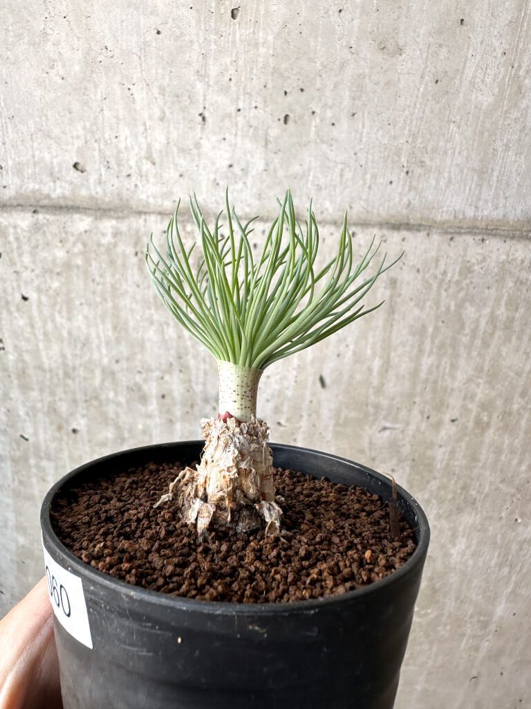 現品限り ゲチリス グランディフローラ AH 60 Gethyllis grandiflora 植物 塊根植物 夏型 コーデックス