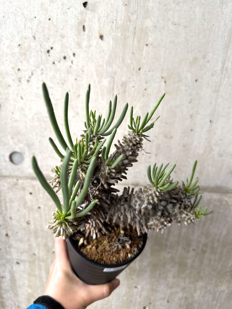 現品限り チレコドン ワリチー 現地株 4年管理 AH 66 Tylecodon wallichii 植物 塊根植物 夏型 コーデックス
