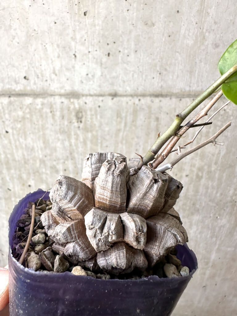 現品限り アフリカ亀甲竜 AH 64 Dioscorea elephantipes 植物 塊根植物 夏型 コーデックス